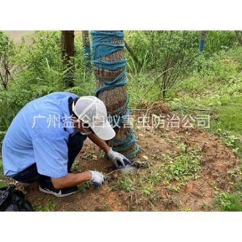 五山树木白蚁防治工程